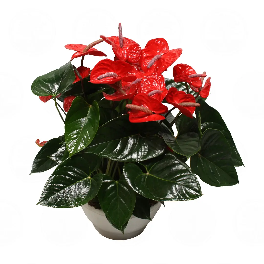 Антуриум Алоха Ред / Anthurium Aloha Red купить