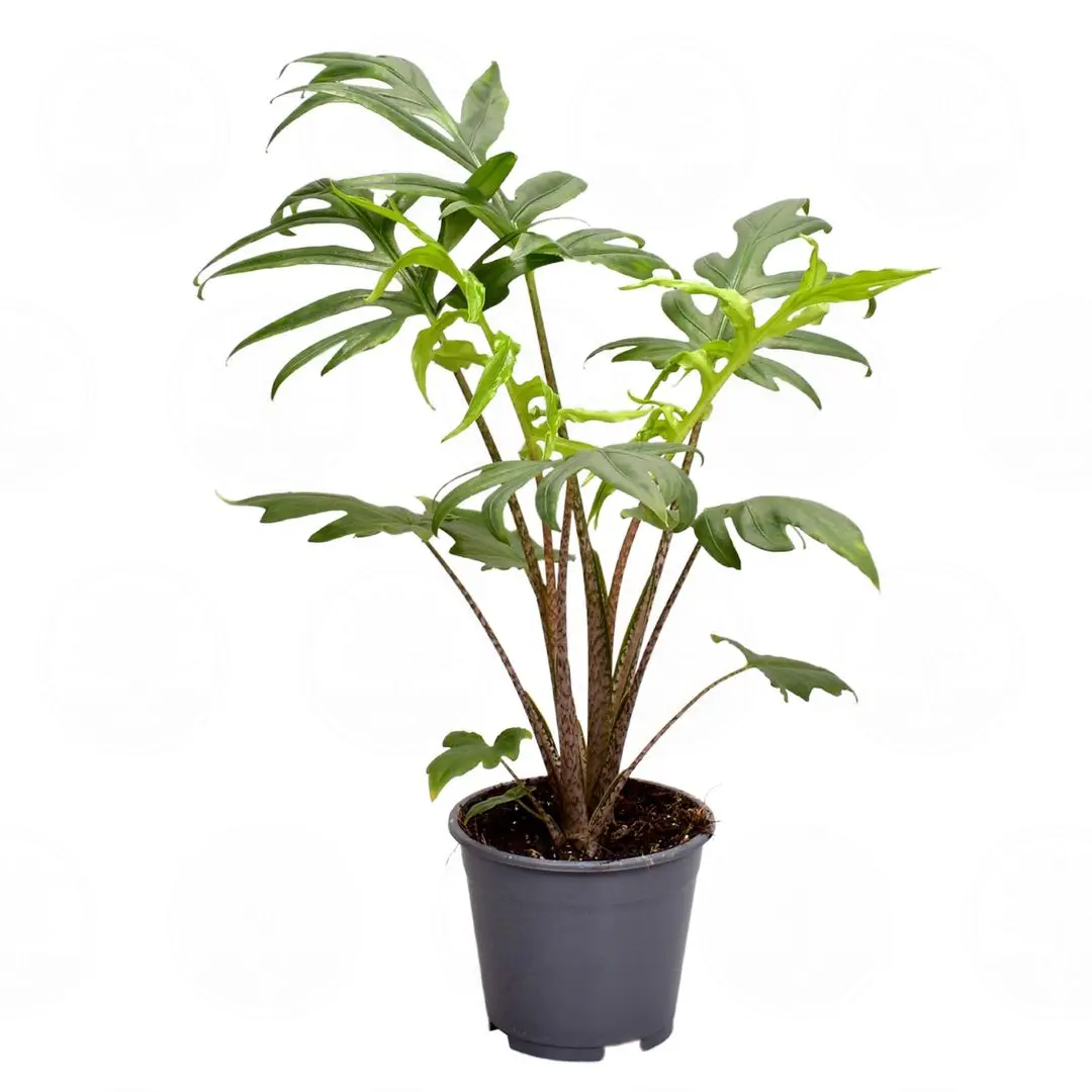 Алоказия brancifolia 'Pink Passion' купить