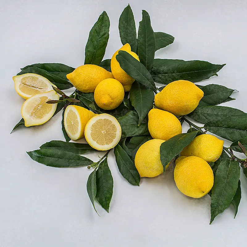 Лимон Салицифолия иволистный / Lemon Salicifolia — цитрусовое растение, детальное фото
