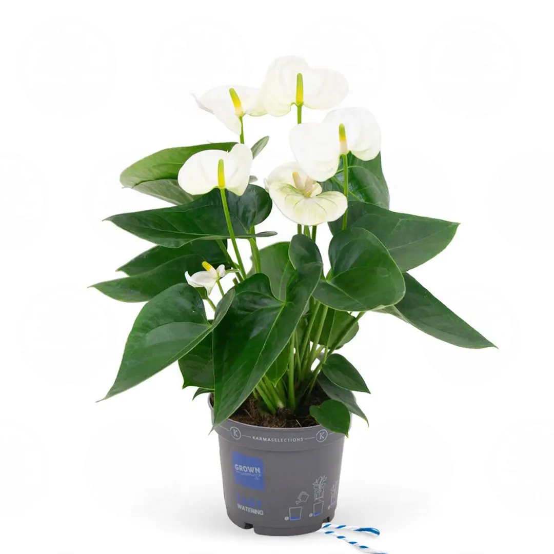 Антуриум Сиерра Вайт / Anthurium SIERRA WHITE купить