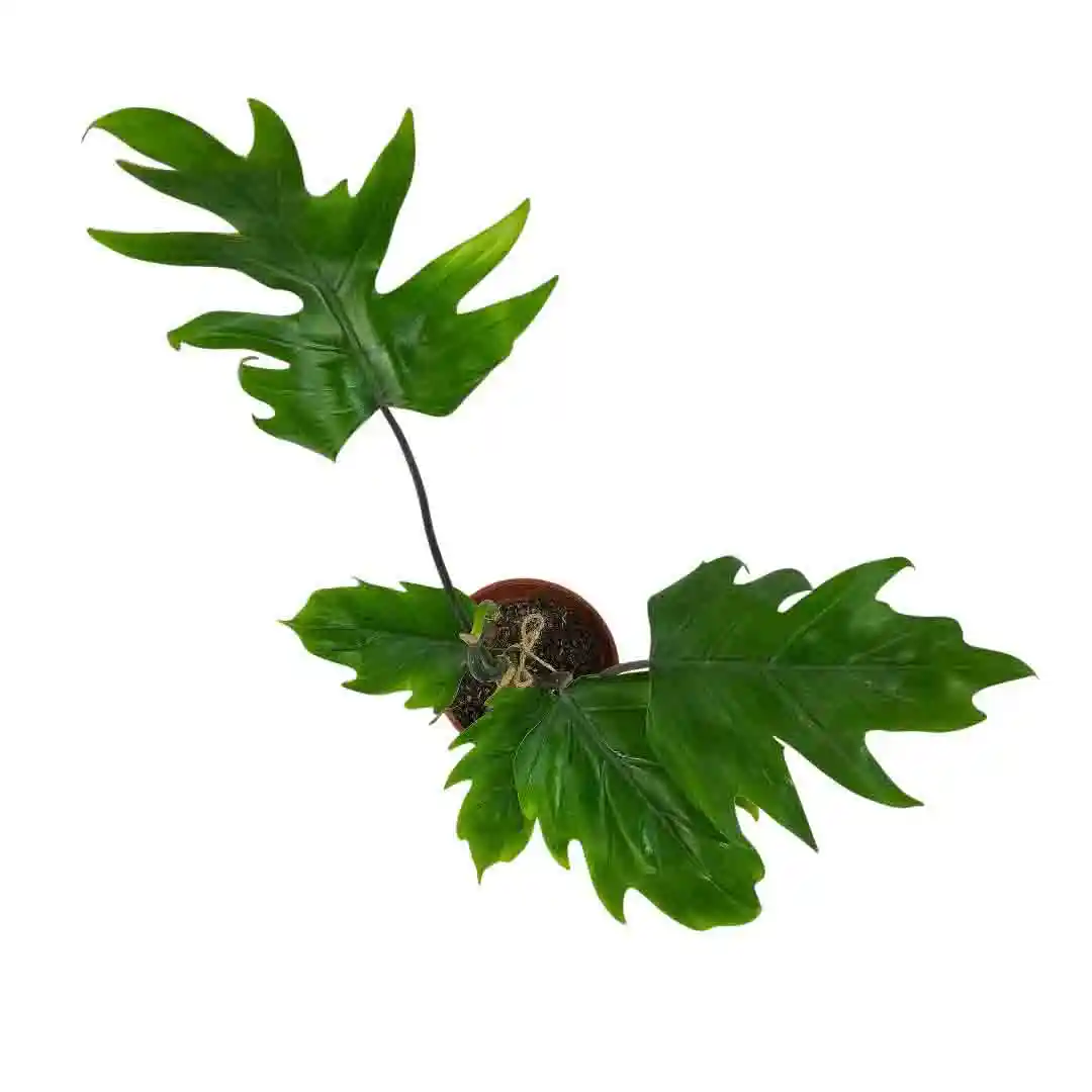 Филодендрон дваждыперистонадрезный/ Philodendron bipinnatifidum купить