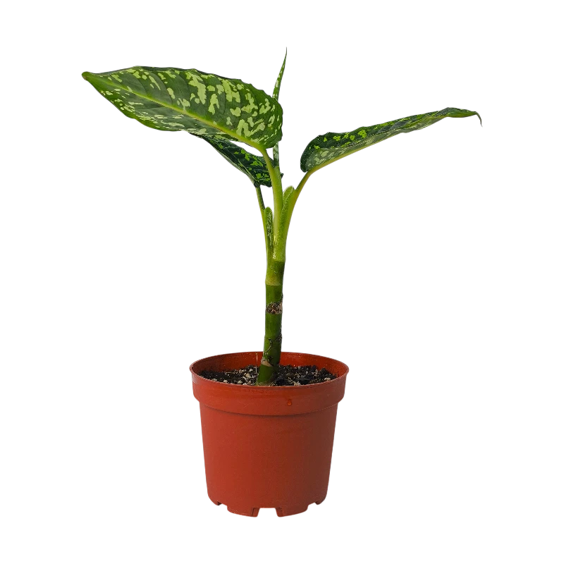 Dieffenbachia Star Bright светлые листья