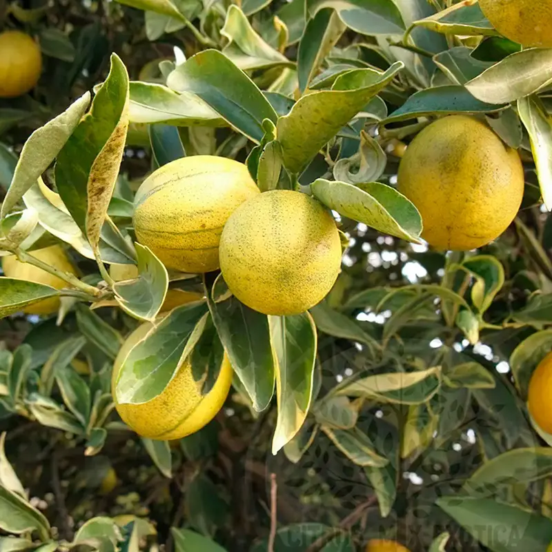 Кумкват Маргарита вариегатный / Kumquat Margarita — цитрусовое растение, детальное фото
