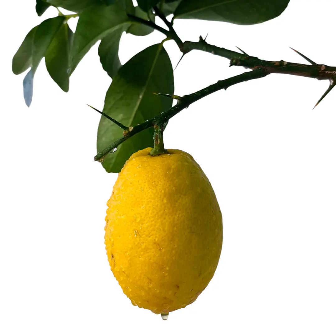 Лимон Аранчио / Lemon Arancio — цитрусовое растение, детальное фото
