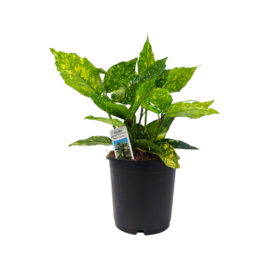 Аукуба японская Кротонифолия/ Aucuba japonica Crotonifolia купить