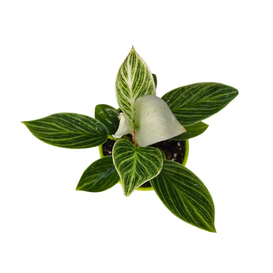 Philodendron Birkin Galaxy вариегатный лист