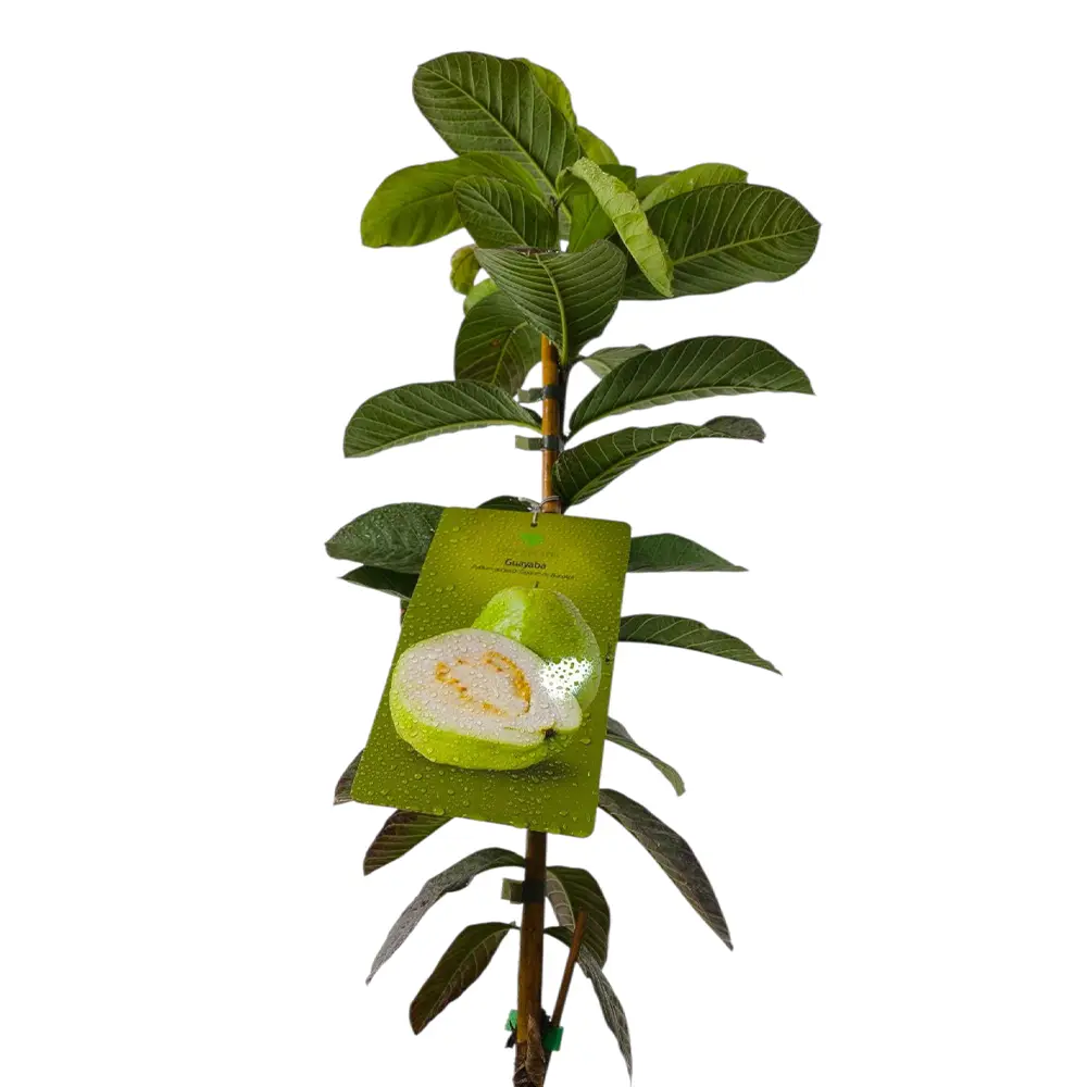 Гуава Гигант де Бангок / Psidium Gigante de Bangkok