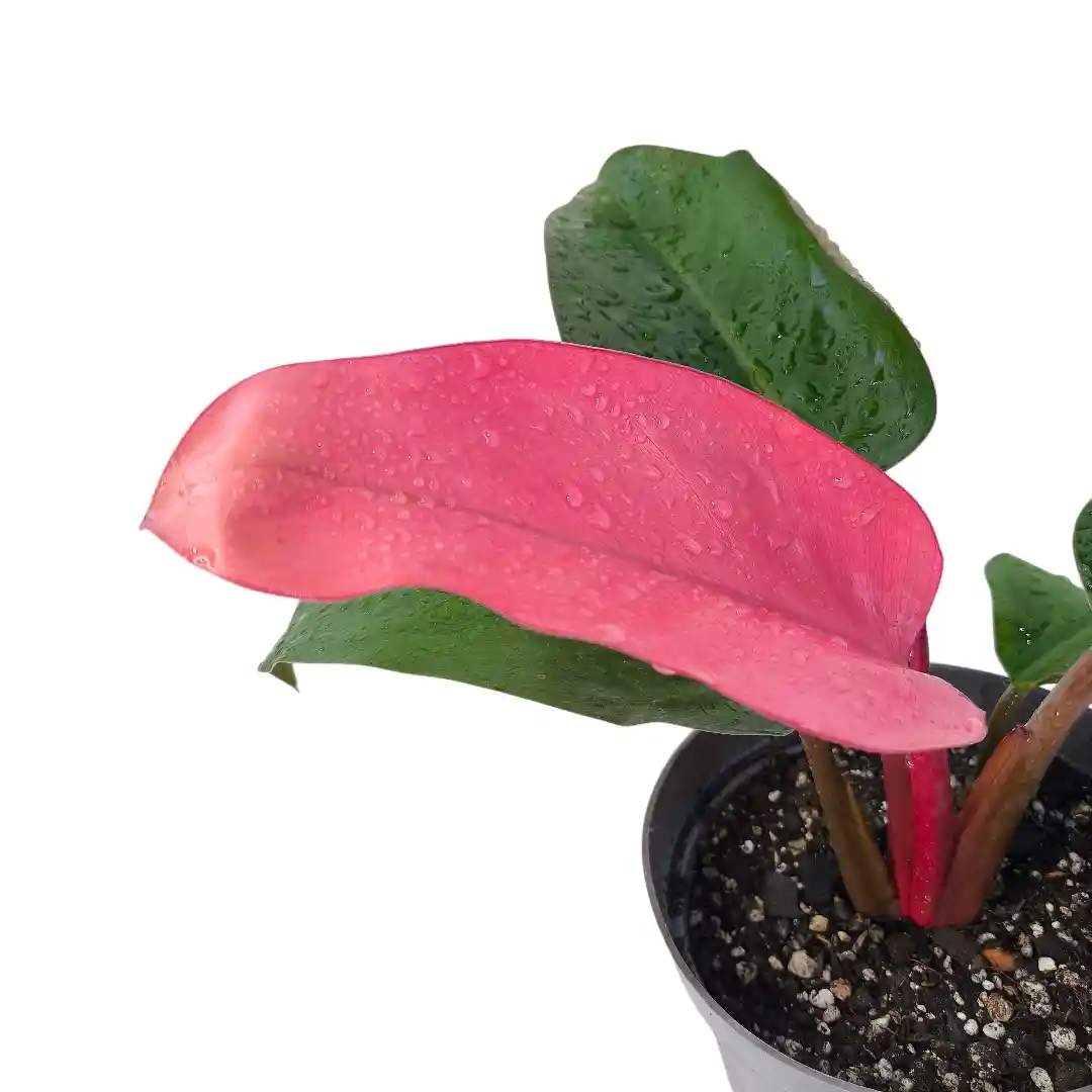 Philodendron Pink Congo розовые листья