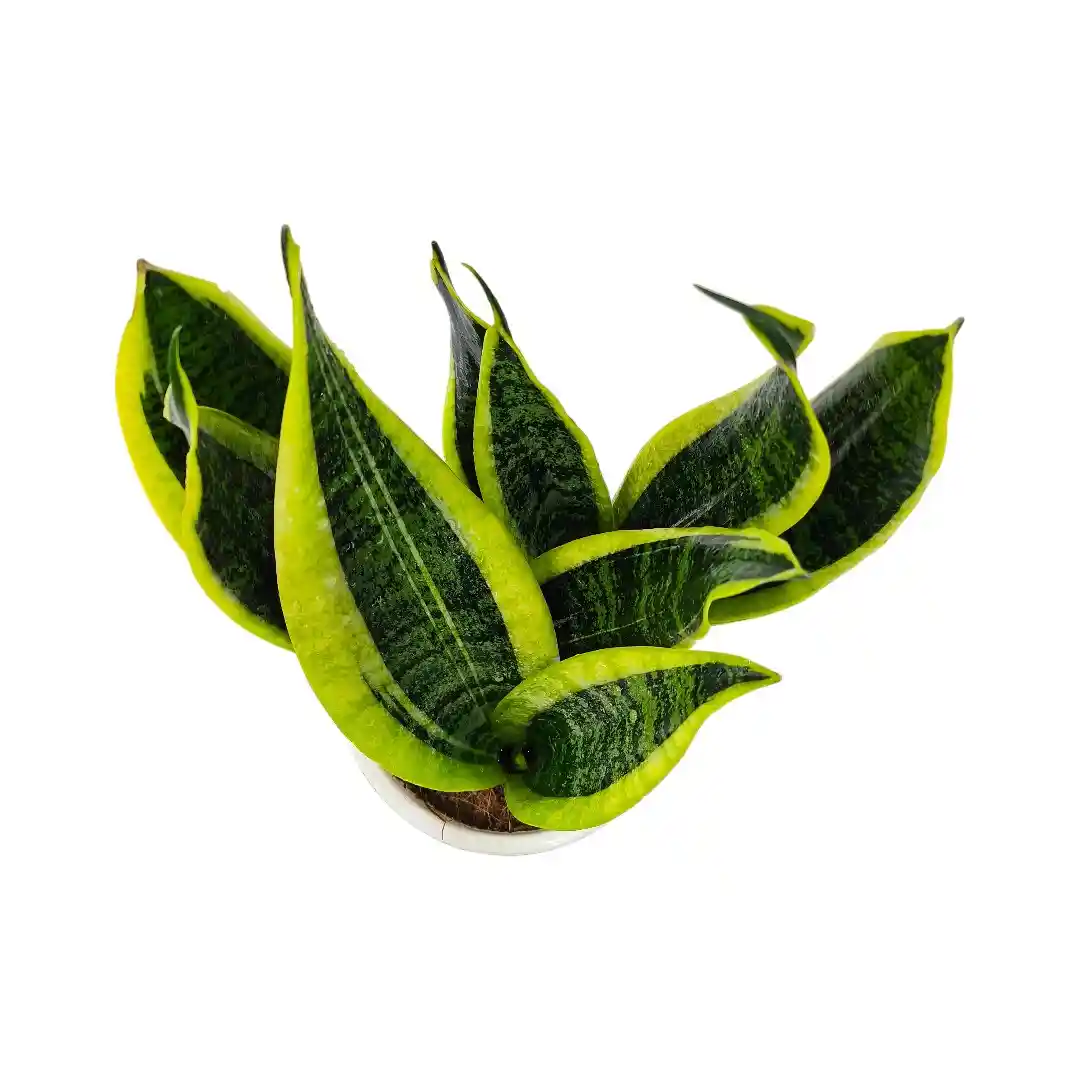 Сансевиерия Футура Суперба / Sansevieria Futura Superba купить