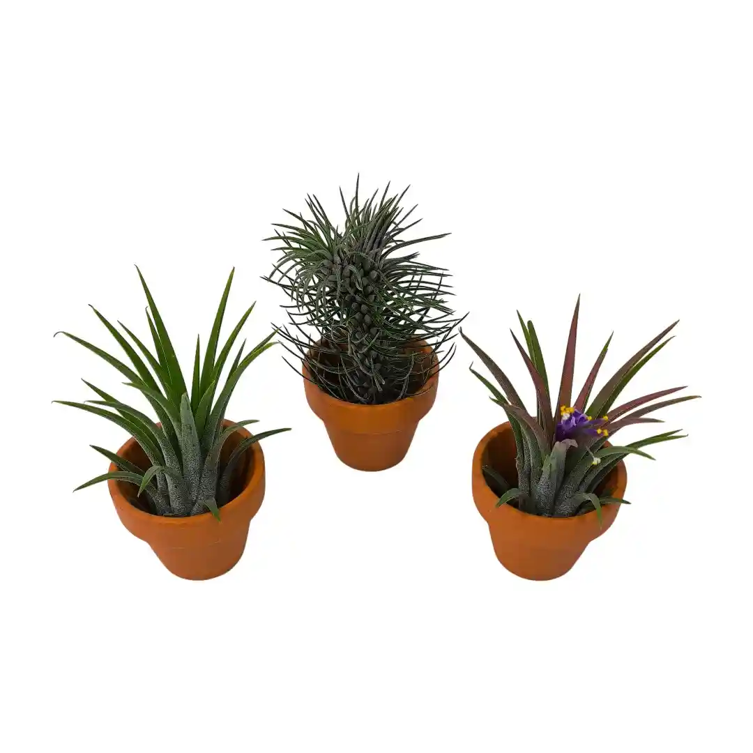 Тилландсия атмосферная в керамике / Tillandsia Cyaena In Terracotta Pot купить