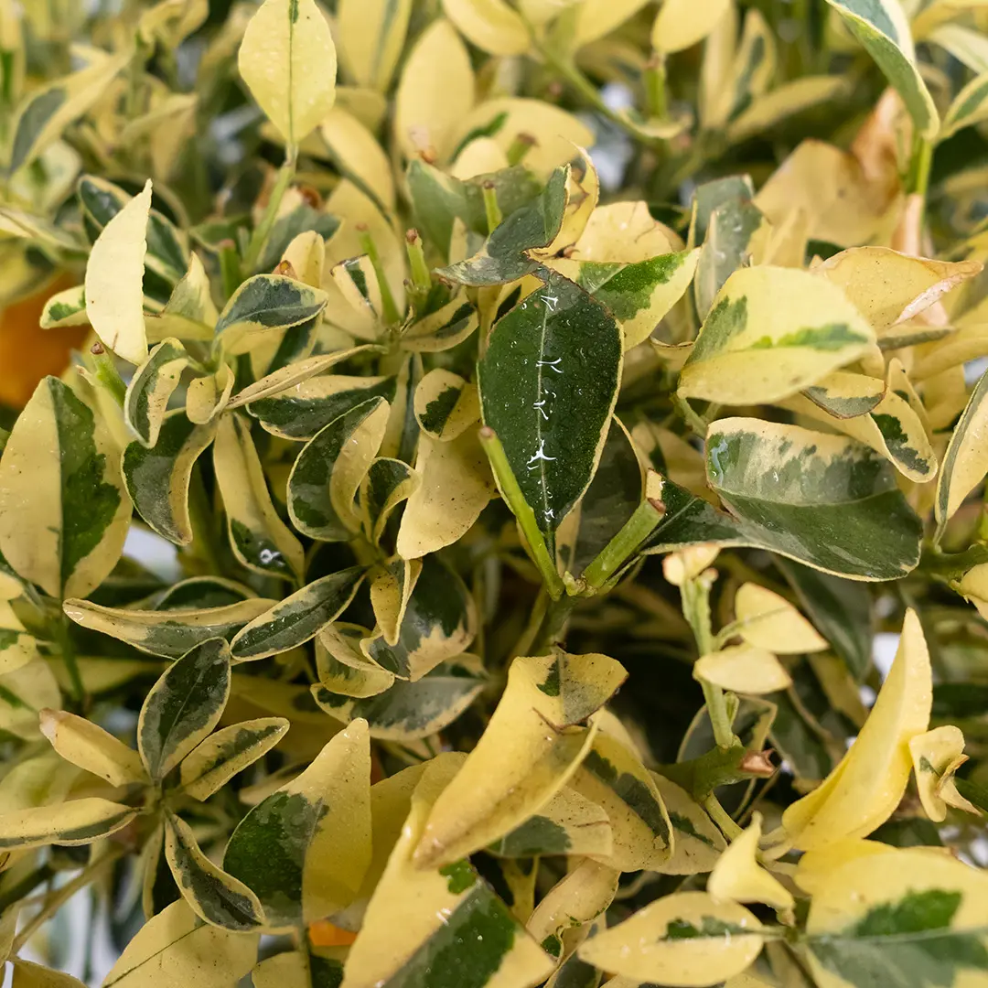 Каламондин вариегатный / Calamondin — цитрусовое растение, детальное фото
