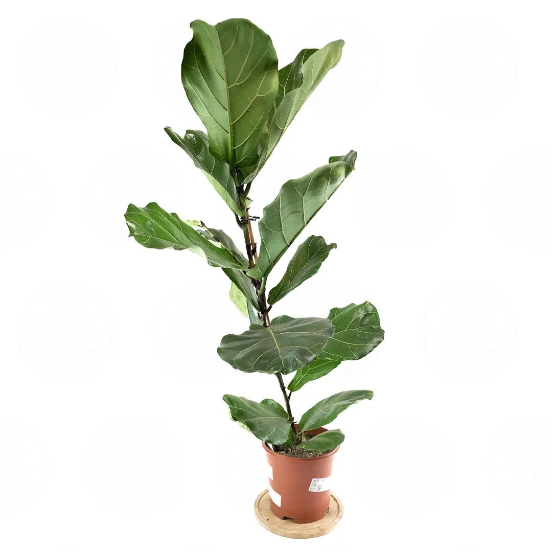 Фикус лировидный / Ficus lyrata купить