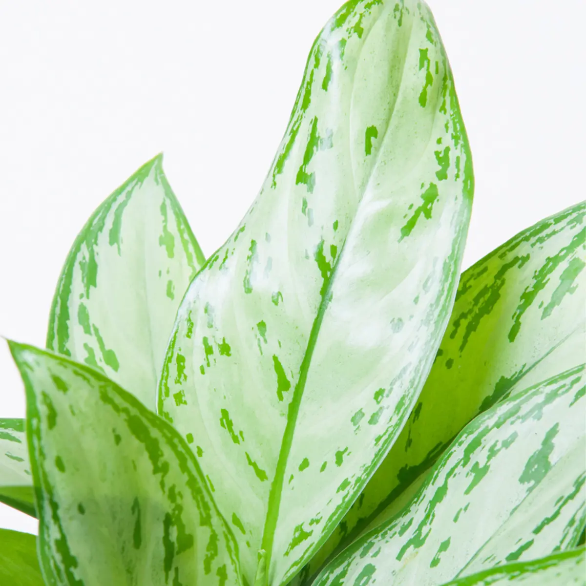 Аглаонема Сильвер Квин / Aglaonema Silver Queen купить
