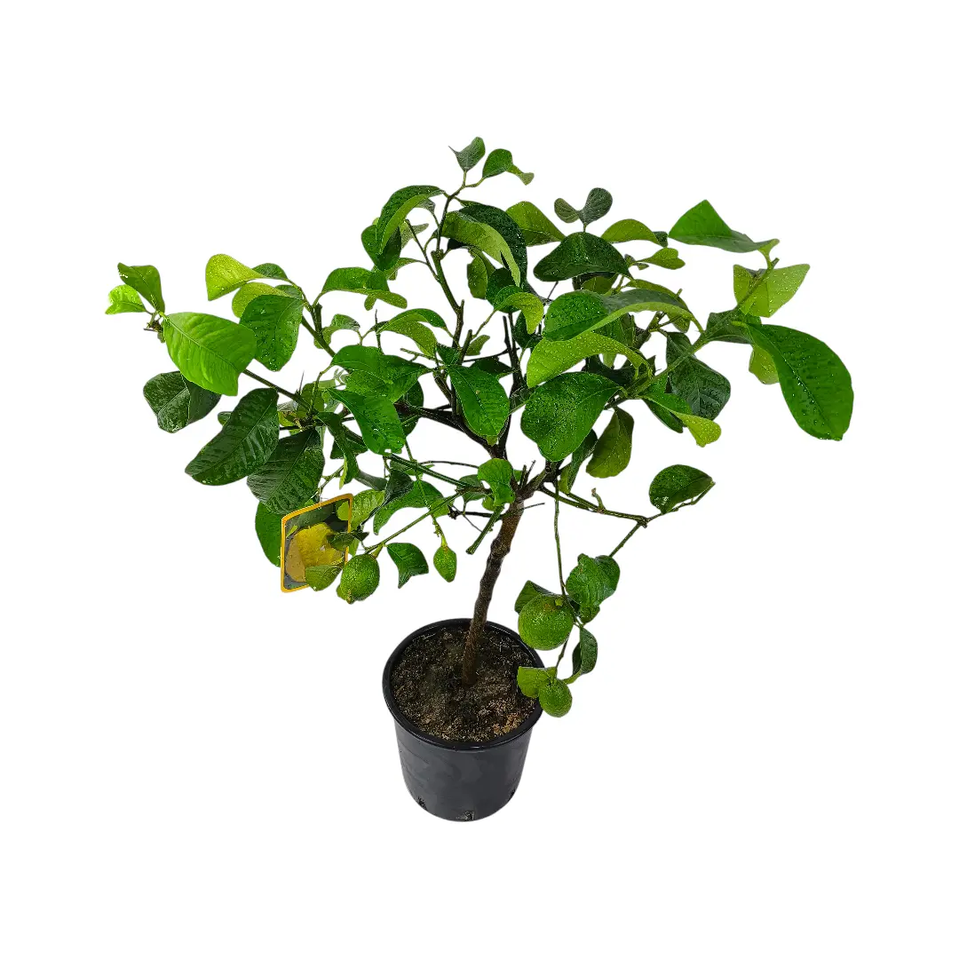 Цитрон Риччо / Citrus medica delle isole Eolie/ Riccio — цитрусовое растение, детальное фото
