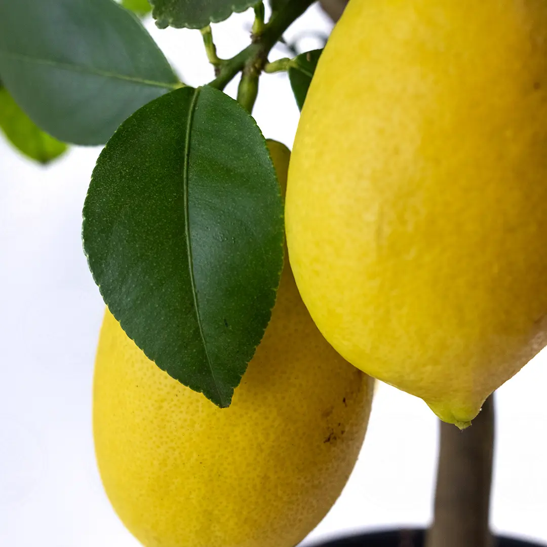 Лимон Лунарио / Lemon Lunario — цитрусовое растение, детальное фото
