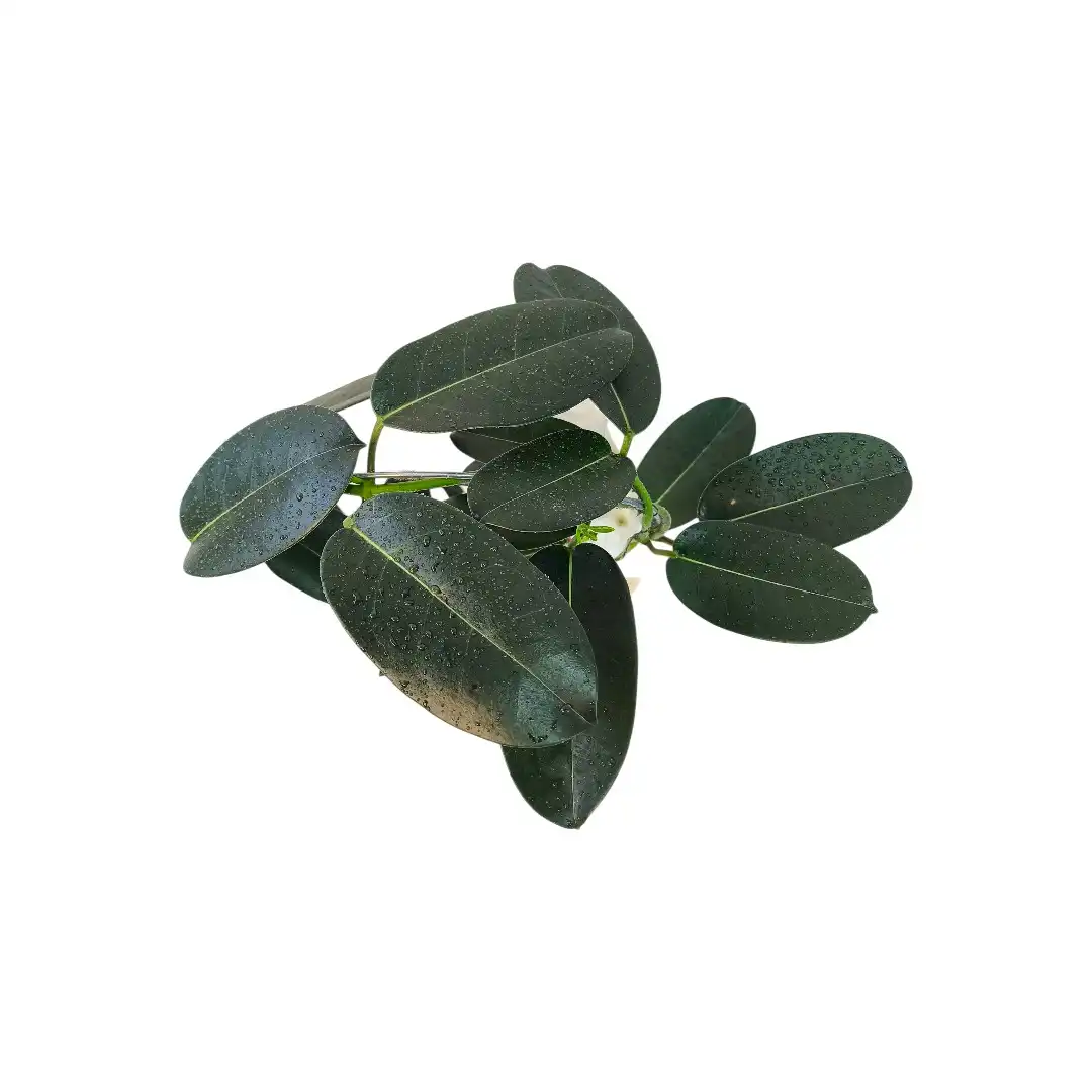 Стефанотис Флер Парфюм / Stephanotis Fleur Parfum 1-2 купить