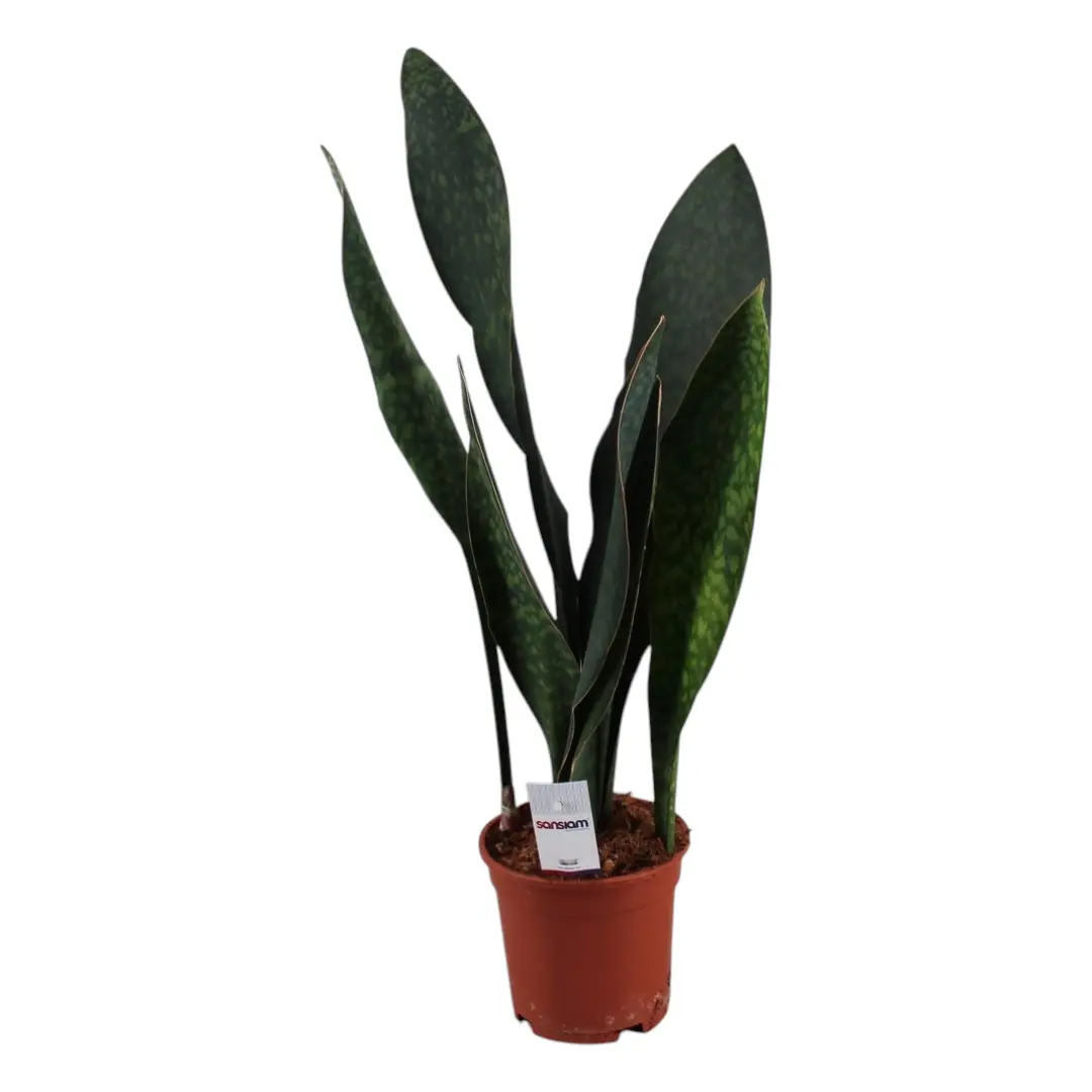 Сансевиерия Масониана Виктория/ Sansevieria Masoniana Victoria купить