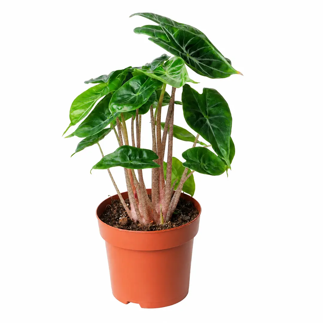 Алоказия Айвори Кост / Alocasia Ivory Coast купить