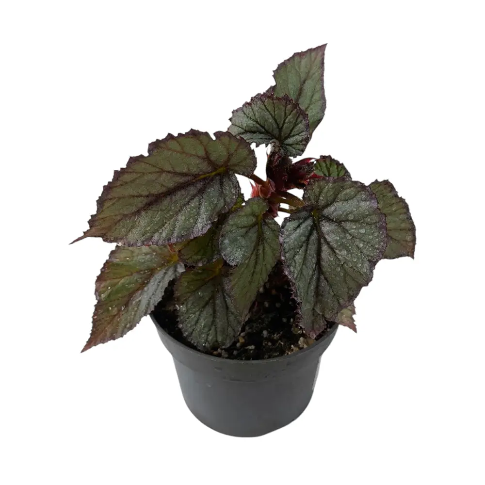 Бегония "Beleaf Arctic Breeze" купить