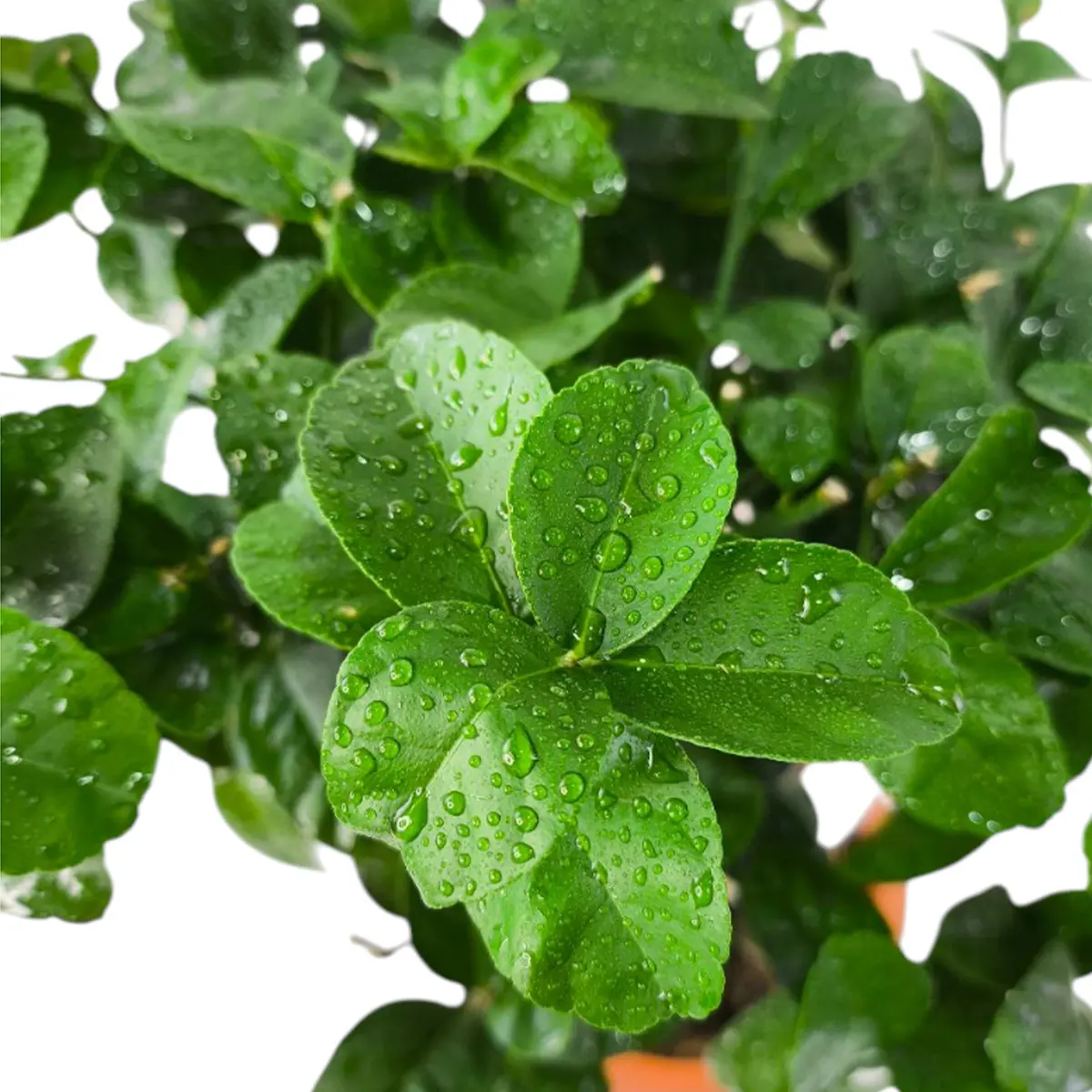 Лайм без шипов/ Lime Messicana — цитрусовое растение, детальное фото
