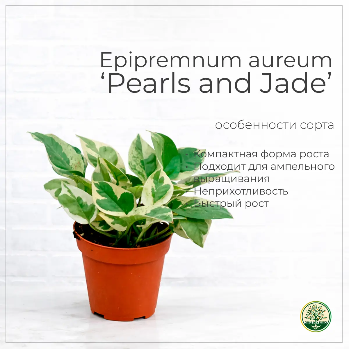 Epipremnum Pearls and Jade вариегатные листья