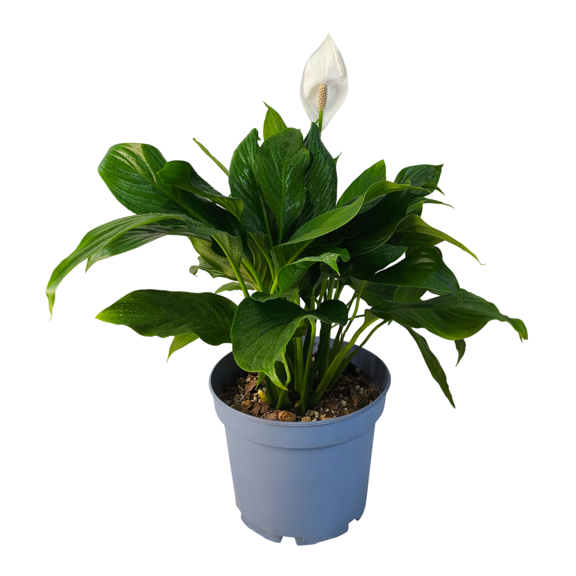 Спатифиллум / Spathiphyllum купить