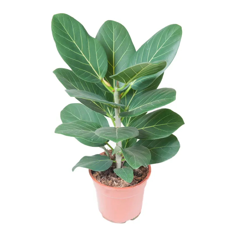 Фикус benghalensis 'Audrey' купить