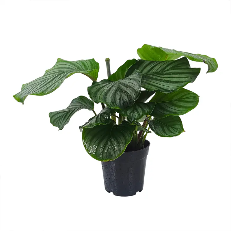 Калатея Орбифолия/ Calathea Orbifolia купить
