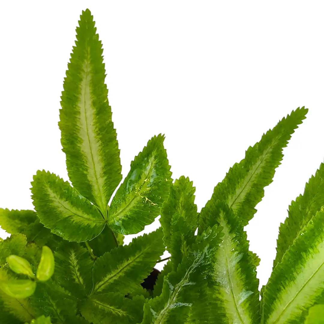 Птерис кретика Альболинеата / Pteris cretica Albolineata купить
