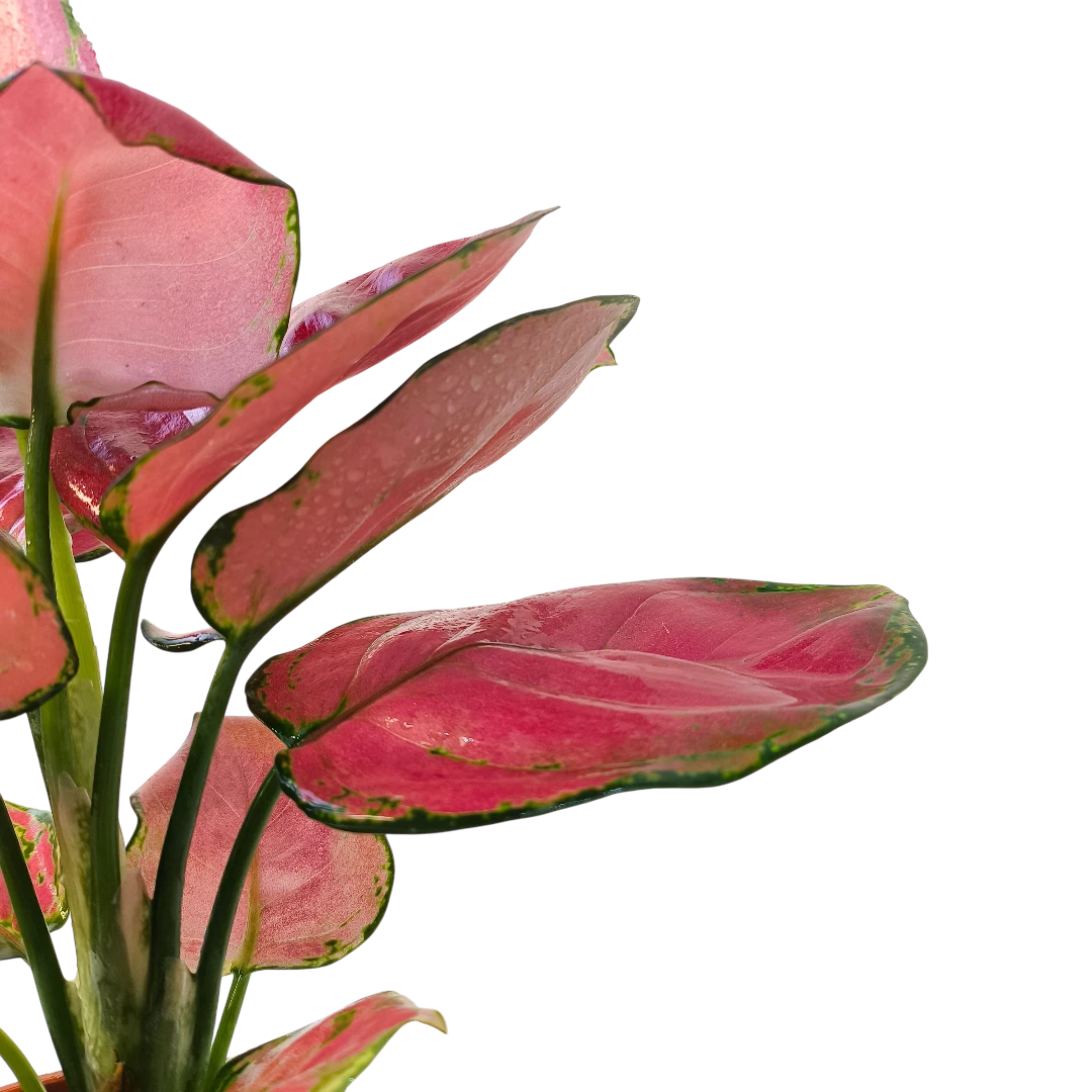 Аглаонема Хонг Руи / Aglaonema Hong Ruì купить