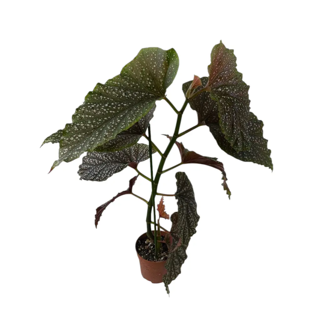 Бегония maculata "Raddi" купить