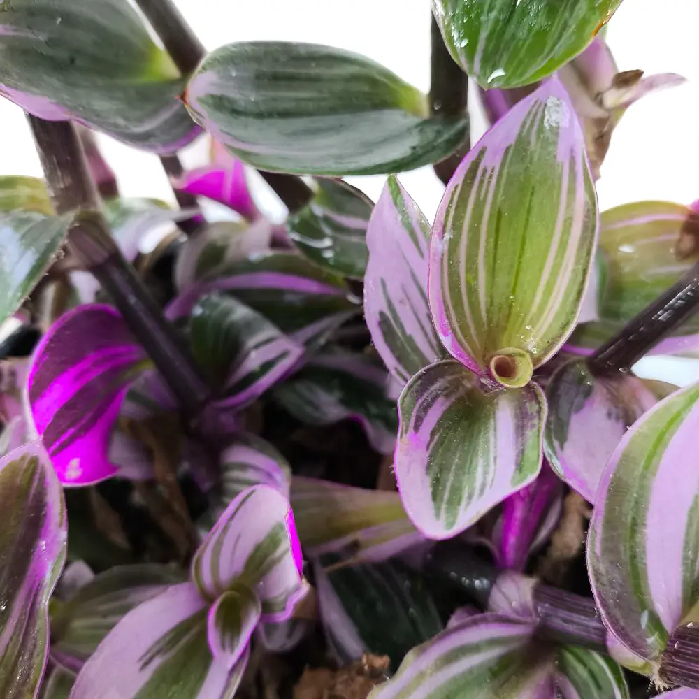 Традесканция Нанук/ Tradescantia Nanouk купить