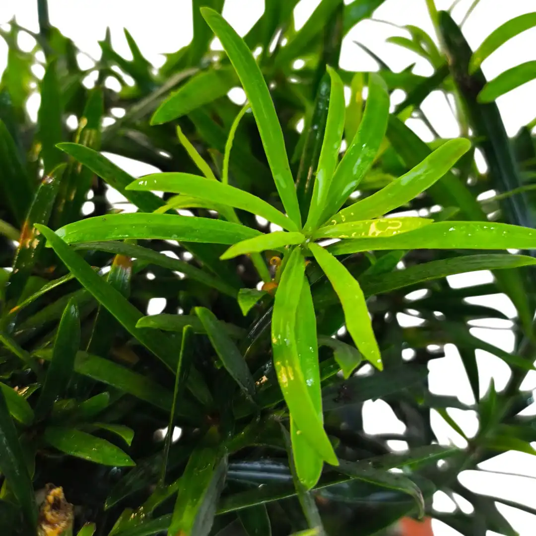 Бонсай Подокарпус / Bonsai Podocarpus купить