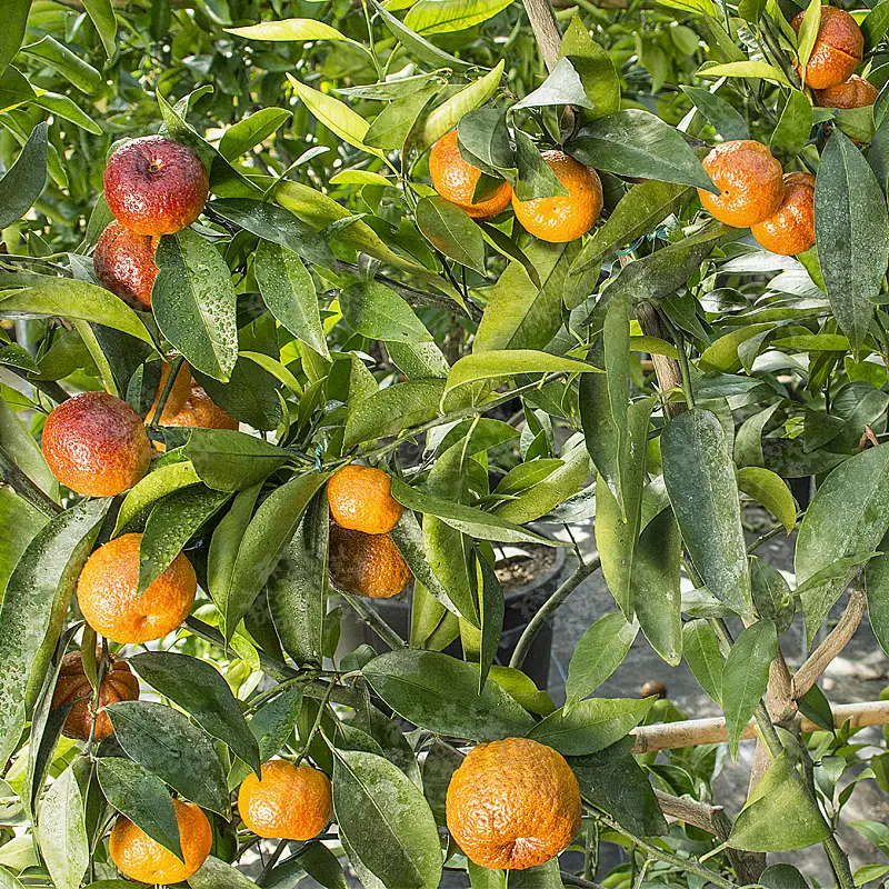 Клементин Амоа 8 / Clementine Amoa 8 — цитрусовое растение, детальное фото
