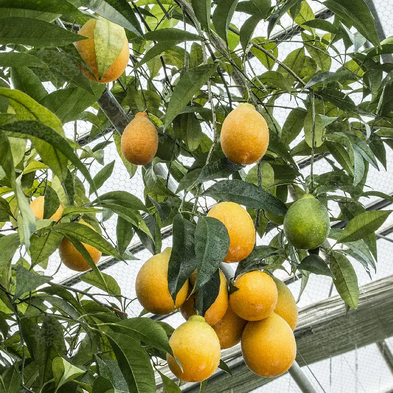 Апельсин Тарокко Мессина нуцелярный / Orange Tarocco Messina nucellare — цитрусовое растение, детальное фото
