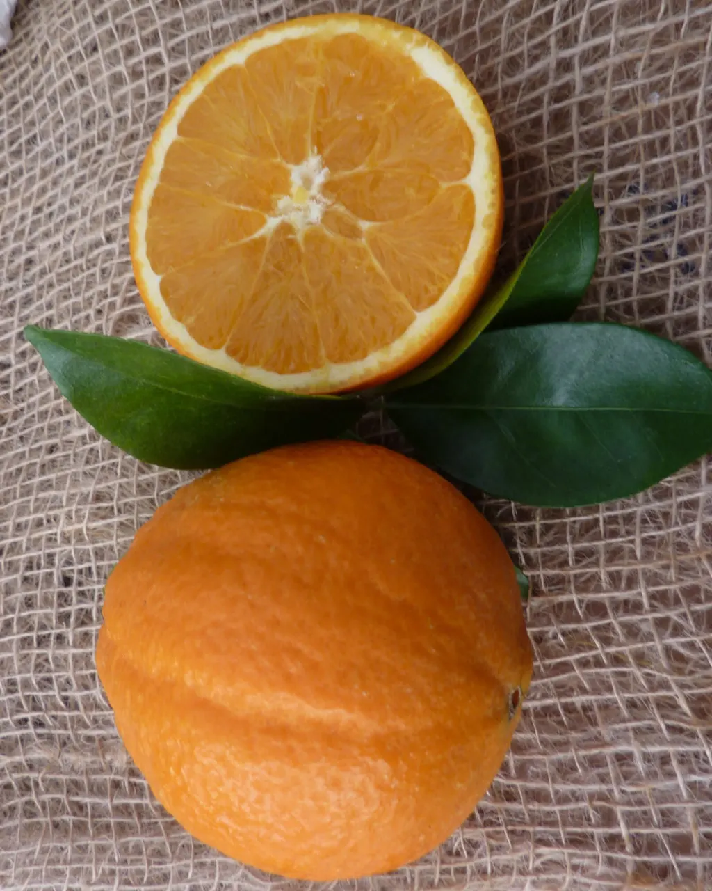 Апельсин Навелина Корругато / Orange Navelina Corrugated — цитрусовое растение, детальное фото
