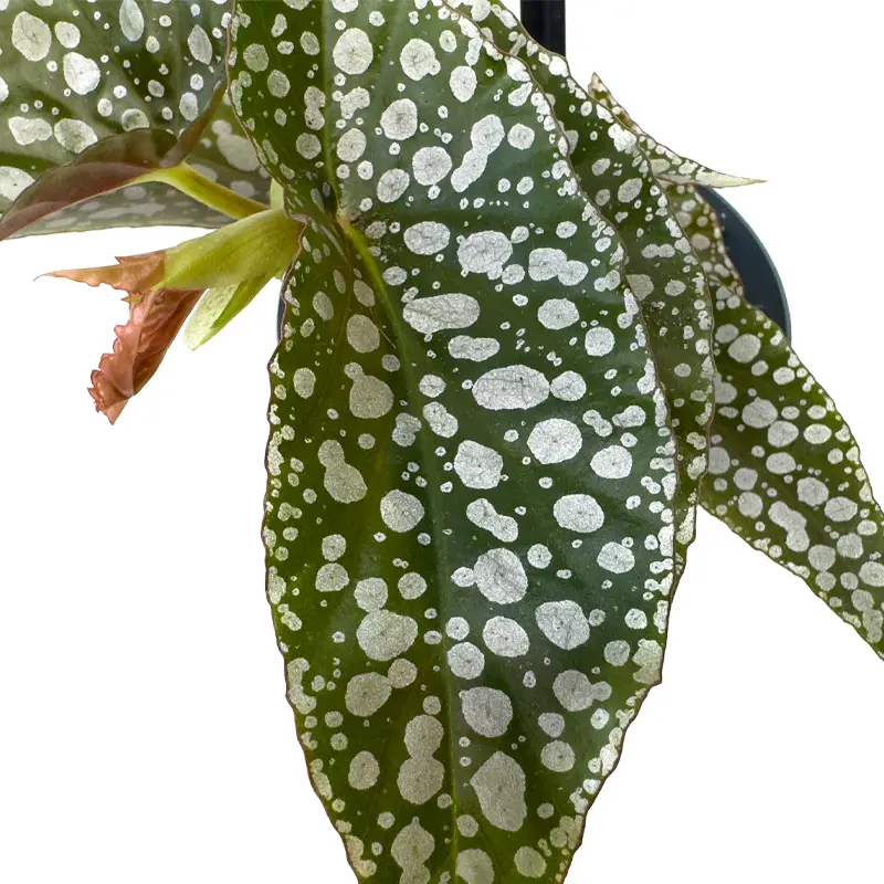 Бегония maculata "Silver Spotted" купить