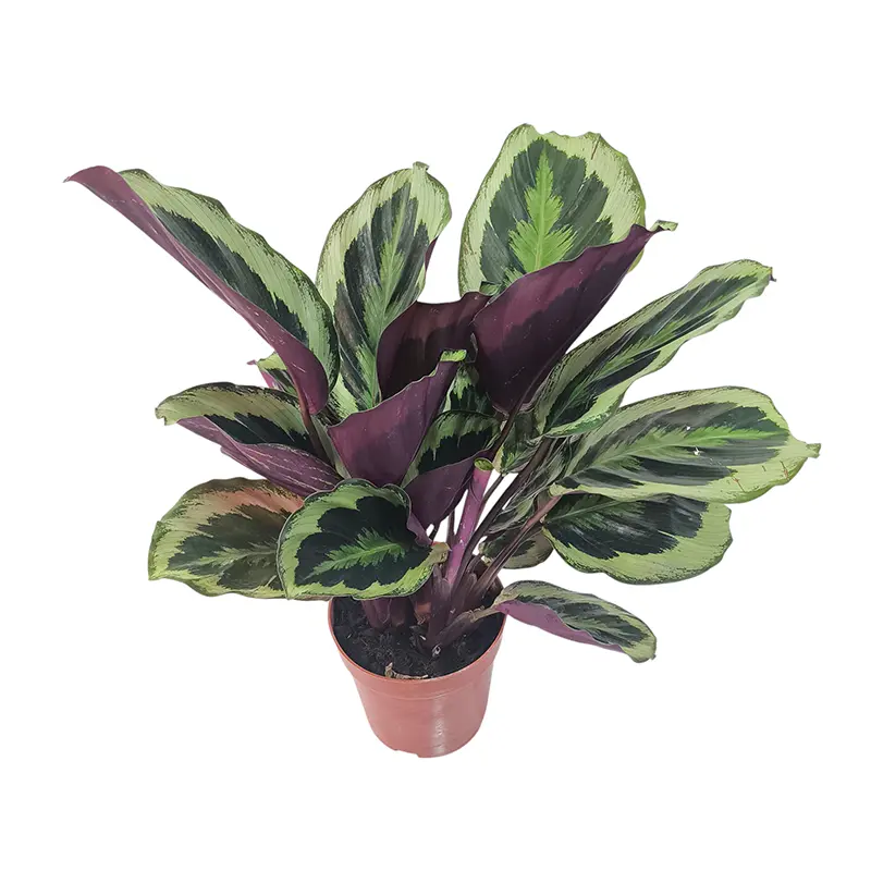 Калатея Розеопикта Грин / Calathea Roseopicta Green купить
