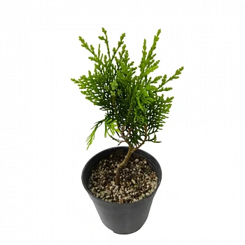 Туя Восточная / Thuja Orientalis pyramidalis