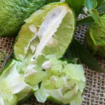 Микроцитрус Папуана / Microcitrus Papuana — цитрусовое растение, фото
