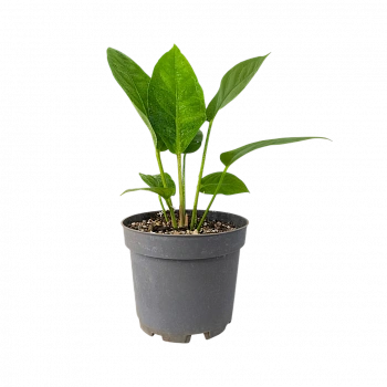 Антуриум «Джангл Кинг»/Anthurium Ellipticum Jungle King