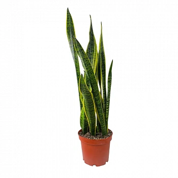 Сансевиерия Лауренти / Sansevieria trifasciata Laurentii