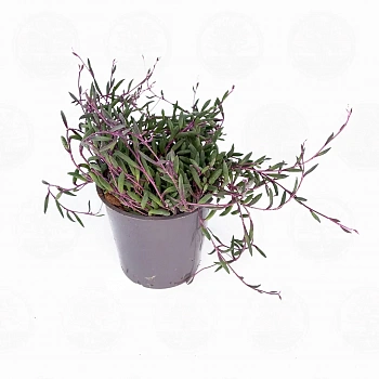 Крестовник Геррейна Пурпл Флаш / Senecio herreanus Purple Flush
