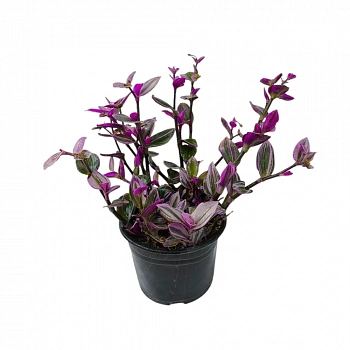 Традесканция Нанук/ Tradescantia Nanouk