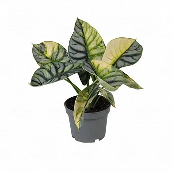 Алоказия 'Silver Dragon Variegata'