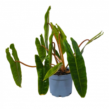 Филодендрон billietiae