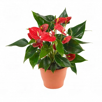 Антуриум Ариса Ред / Anthurium ARISA RED