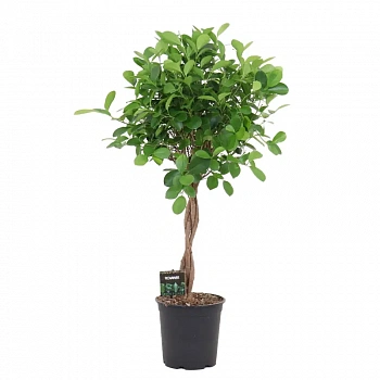 Фикус microcarpa 'Moclame' скрученный штамб