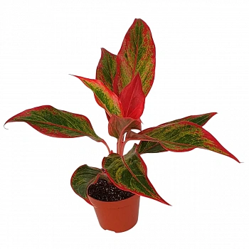 Аглаонема "Crete Flame"