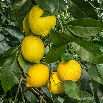 Лимон Сангвинум / Lemon Sanguineum — цитрусовое растение, фото
